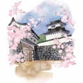 #700 絵葉書・福岡城跡と桜