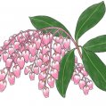 #0548 花の店はれ カレンダー「馬酔木」