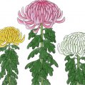 #0549 花の店はれ カレンダー「菊」
