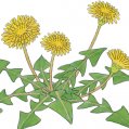 #0552 花の店はれ カレンダー「蒲公英」