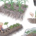 #0849 木嶋利男 著「野菜の性格 アイデア栽培」10