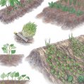 #0850 木嶋利男 著「野菜の性格 アイデア栽培」9